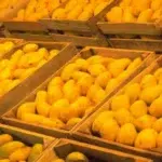 Mango Companies in Pakistan